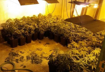 Incautan un millar de plantas de marihuana en Abadiño y detienen al responsable