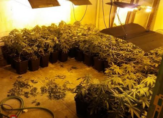 Incautan un millar de plantas de marihuana en Abadiño y detienen al responsable