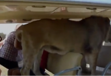 Un león se cuela en un vehículo de turistas buscando caricias