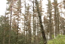 Los pinares de Bizkaia, enfermos por un hongo