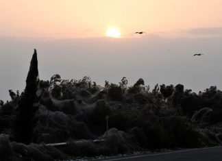 Una telaraña cubre 10.000 metros cuadrados en una playa de Grecia