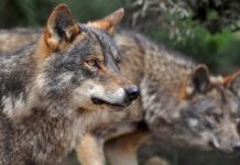 El lobo entrará en el catálogo de especies amenazadas de la CAV