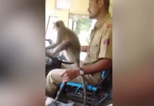 Vídeo: Un mono conduciendo un autobús en la India