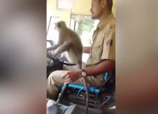 Vídeo: Un mono conduciendo un autobús en la India