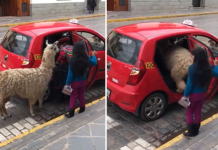 La llama que coge un taxi en Perú