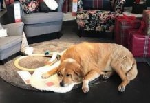 Una tienda de Ikea ofrece cobijo a los perros callejeros