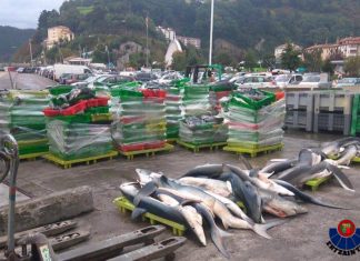 Cuatro personas investigadas por pesca ilegal de tiburones protegidos en Ondarroa