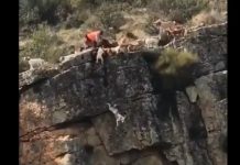 Doce perros y un ciervo caen al vacío en medio de una cacería