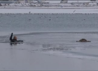 Policía rescata a un perro atrapado en un lago helado en Turquía