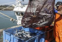 La Unión Europea disminuye un 20% la cuota de pesca del verdel