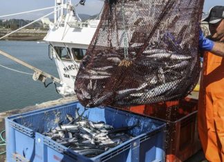 La Unión Europea disminuye un 20% la cuota de pesca del verdel