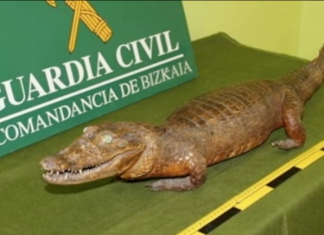 Decomisados 14 ejemplares de animales disecados protegidos en Bizkaia