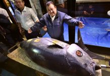 Un atún de 278 kilogramos alcanzó el precio récord de 3,1 millones de dólares