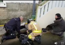 Bomberos gallegos reaniman a seis gatos tras un incendio