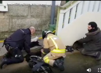 Bomberos gallegos reaniman a seis gatos tras un incendio