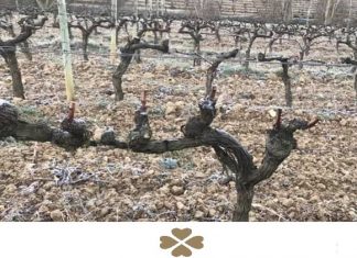 BODEGA CASTILLO DE MENDOZA, UNA EXPERIENCIA GLOBAL