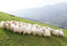 El proyecto ARDI estudia las mejores ubres de las ovejas lecheras