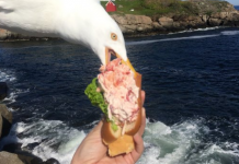 Gaviota pillada intentando robar un bocadillo de langosta