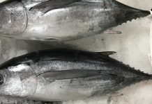 ¿Cómo se pesca el Bonito del Norte? Te lo explica Conservas Serrats