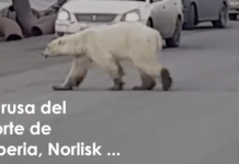 Una osa polar viaja cientos de kilómetros en busca de comida por el cambio climático
