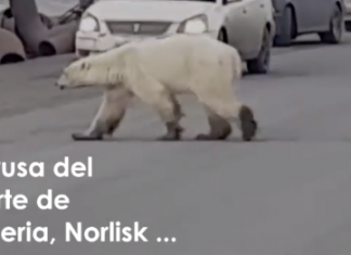 Una osa polar viaja cientos de kilómetros en busca de comida por el cambio climático