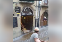 Una vaquilla se cuela en una cafetería en Laguardia