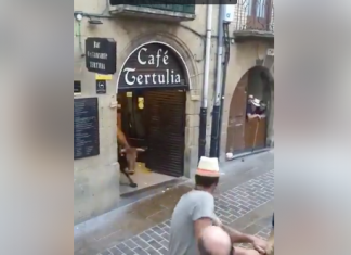 Una vaquilla se cuela en una cafetería en Laguardia