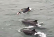 Varios delfines se unen a una clase de surf