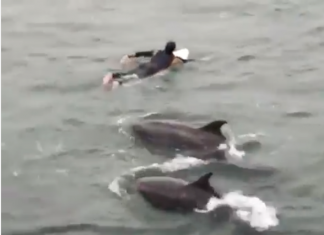 Varios delfines se unen a una clase de surf