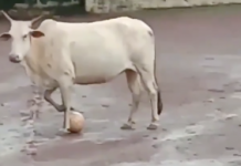 Vídeo: ‘La vaca Messi’ de la India