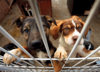 Adoptados 25 perros del Centro Municipal de Control Animal de Bilbao en el último mes