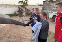 El trompazo de un elefante a una joven