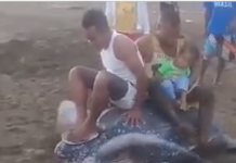 Encuentran una tortuga gigante en la playa y se sientan encima para filmarse