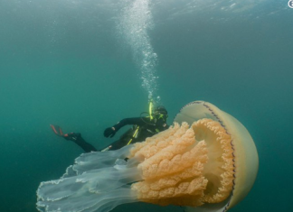 Medusa gigante sorprende a buceadora al sureste de Inglaterra