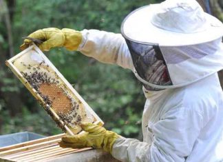 La Diputación de Bizkaia reparte 80.000 euros en ayudas entre 152 apicultores para mejorar su producción y la comercialización de sus productos