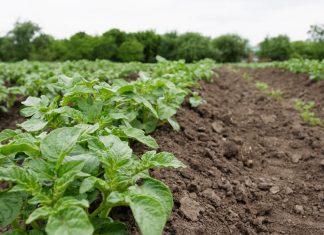 La Diputación de Bizkaia pone a disposición del sector primario 8 lotes de terreno del Banco de Tierras para forraje y horticultura ecológica