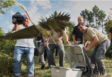El Centro de Recuperación de Fauna Silvestre de la Diputación de Bizkaia ha recogido 17.331 animales en sus veinte años de historia