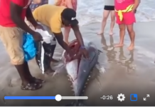 Aparece un atún varado en una playa de La Manga y lo reparten in situ
