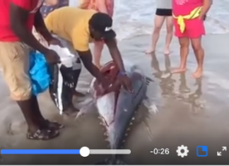 Aparece un atún varado en una playa de La Manga y lo reparten in situ