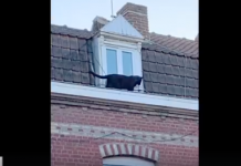 Una pantera paseando por los tejados de Lille