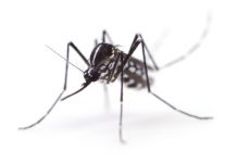 El Ayuntamiento de Basauri sigue de cerca la evolución del mosquito tigre