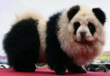 Perros pintados como osos panda atraen clientes a esta cafetería