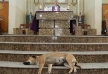 Un sacerdote lleva perros callejeros a sus misas para lograr que la gente los adopte