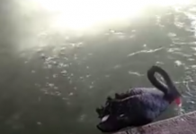 Un cisne negro aparta la basura que los humanos han tirado a su estanque