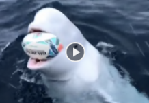Una ballena recoge una pelota lanzada en alta mar y la devuelve
