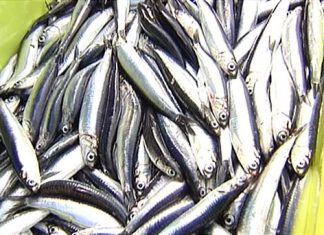 Arranca la captura de anchoa