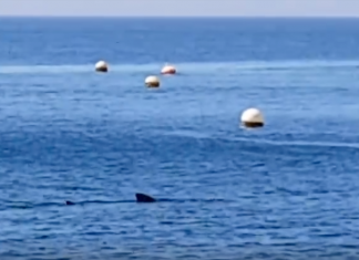 Avistan un tiburón de cuatro metros frente a la playa de Calahonda, en Granada