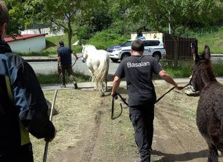 La Diputación de Bizkaia retira seis cabezas de ganado de propietarios que utilizaban sin autorización unas zonas de pasto en La Arboleda