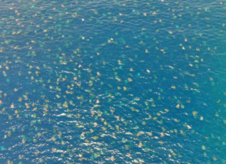 Miles de tortugas llegan a Australia para desovar