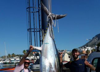 Dos pescadores capturan un atún de 230 kilos en Dénia